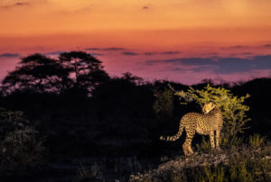 Cheetah at sunset during an Onguma The Fort safari