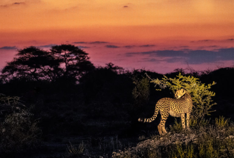 Cheetah at sunset during an Onguma The Fort safari