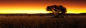 Sossusvlei camping – camel-thorn silhouette at desert sunset