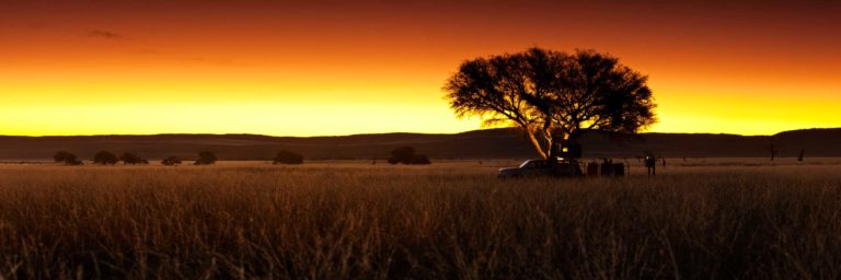 Sossusvlei camping – camel-thorn silhouette at desert sunset