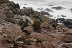 Skeleton Coast accommodation – Cape fur seals on a rocky shoreline