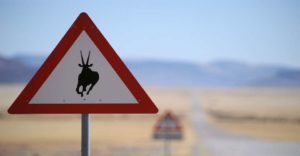 camping inside Namib-Naukluft Park – wildlife warning sign beside the desert road