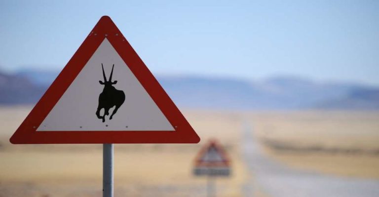 camping inside Namib-Naukluft Park – wildlife warning sign beside the desert road