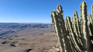 Succulent plants overlooking Fish River Canyon
