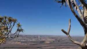 Quiver tree branches framing Fish River Canyon
