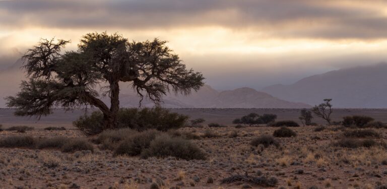 Desert Quiver accommodation – camel-thorn tree in the desert landscape