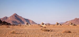 Sossusvlei camp – oryx roaming between camp units