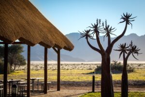 Sesriem desert camp – bar terrace framed by quiver trees