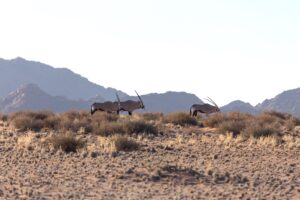 Desert Camp Sesriem – oryx crossing the desert plains