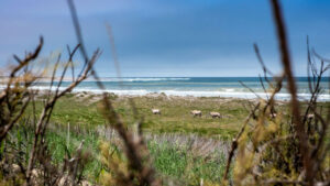 Shipwreck Lodge Namibia – coastal wildlife viewed beyond dry branches