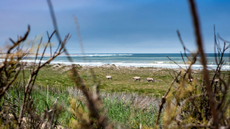 Shipwreck Lodge Namibia – coastal wildlife viewed beyond dry branches