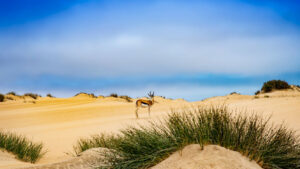 Shipwreck Lodge cabins – oryx walking across pale coastal dunes
