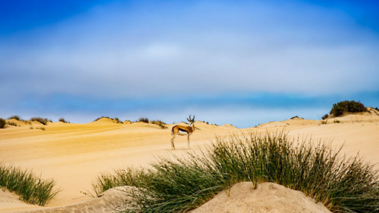 Shipwreck Lodge cabins – oryx walking across pale coastal dunes