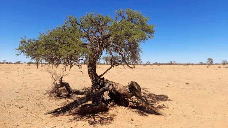 southern Namibia lodge – weathered camel-thorn tree on the plain