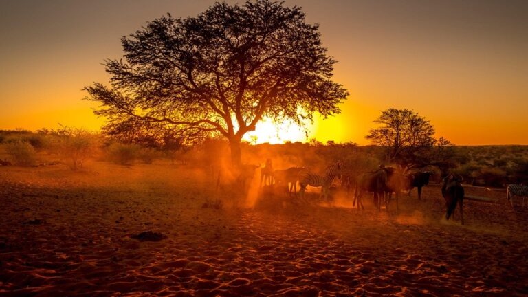 Bagatelle Kalahari Game Ranch – wildlife drive at sunset