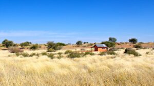 Kalahari Desert accommodation – campsites among Kalahari grass