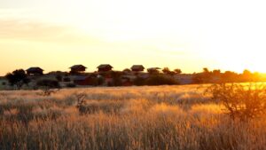 Bagatelle Kalahari – golden Kalahari grass at sunset