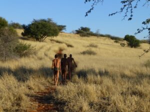 Bagatelle Kalahari Game Ranch – guided walk through yellow grassland