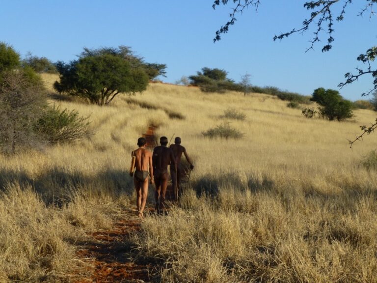 Bagatelle Kalahari Game Ranch – guided walk through yellow grassland