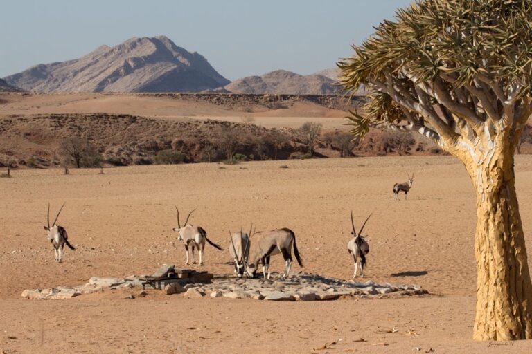 Solitaire desert accommodation – oryx beside a quiver tree