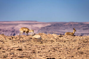 canyon rim accommodation – springbok on the rocky plateau
