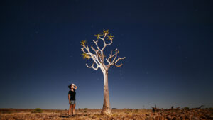 southern Namibia lodge – quiver tree beneath a starry sky