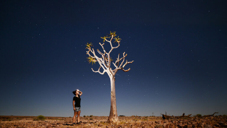 southern Namibia lodge – quiver tree beneath a starry sky