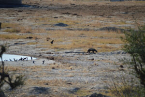 Khaudum Sikereti Camp – wildlife crossing a seasonal pan