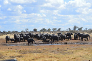 Sikereti Camp – elephant herd gathered at a waterhole