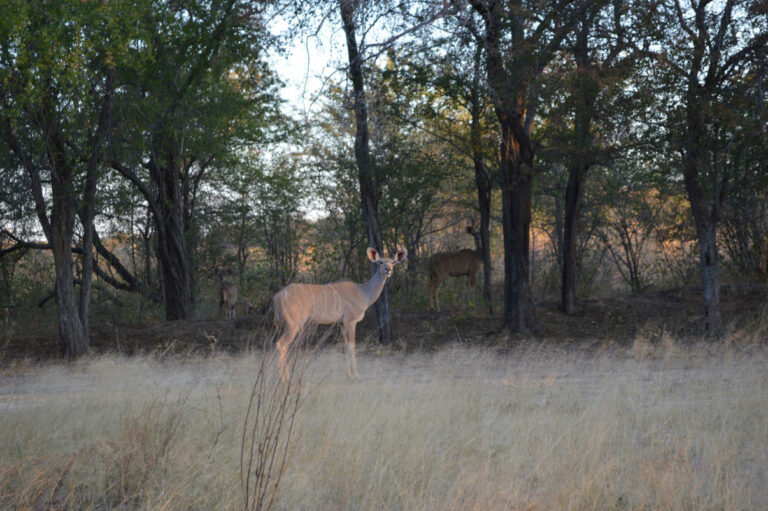 Khaudum National Park accommodation – antelope in the dry Khaudum woodland
