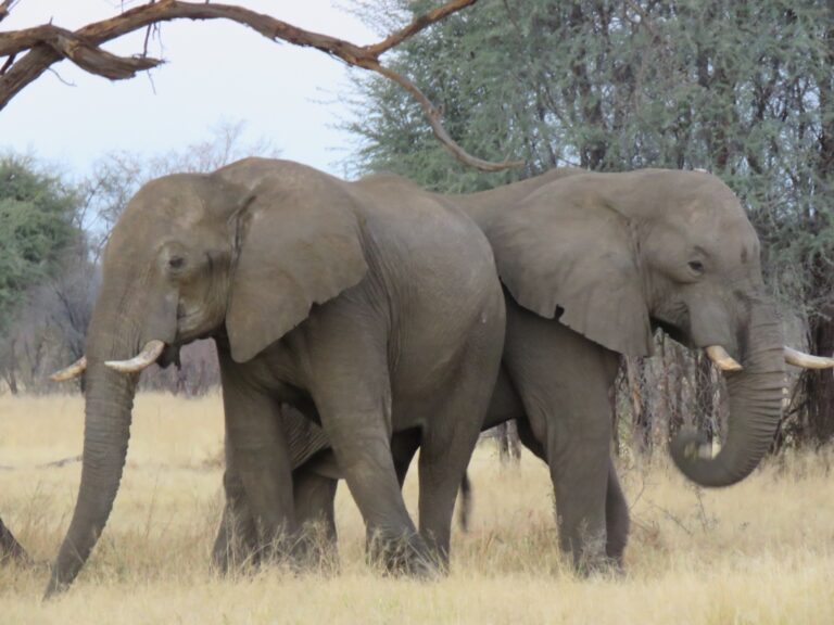 Popa Falls accommodation – elephants walking through dry woodland