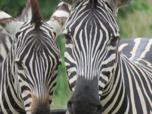 Kavango River lodge – close view of plains zebras