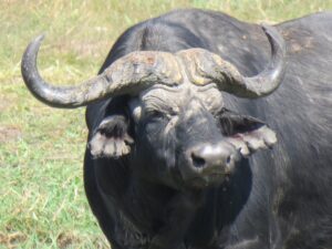 Popa Falls accommodation – close view of an African buffalo