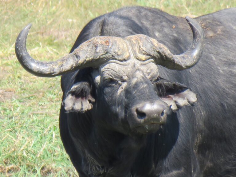 Popa Falls accommodation – close view of an African buffalo