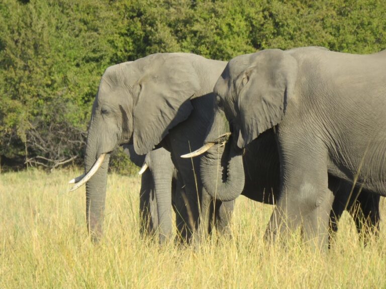 Kavango River lodge – elephant feeding in tall grass