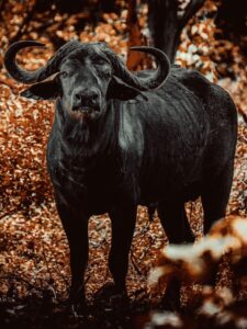 Shametu River Lodge – African buffalo standing in woodland