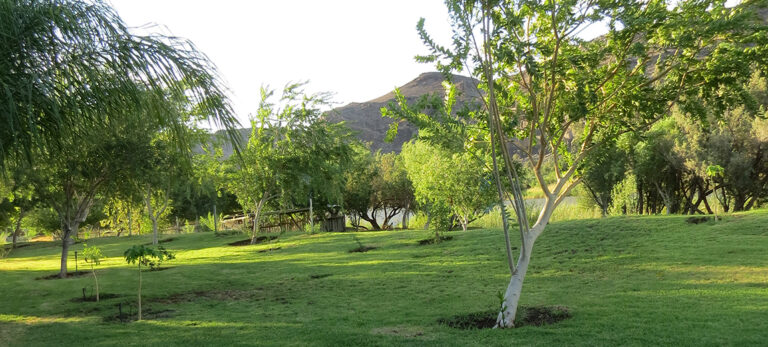Vioolsdrift accommodation – grassy campsites beneath trees