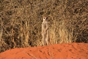Kalahari camping – meerkat on a red dune
