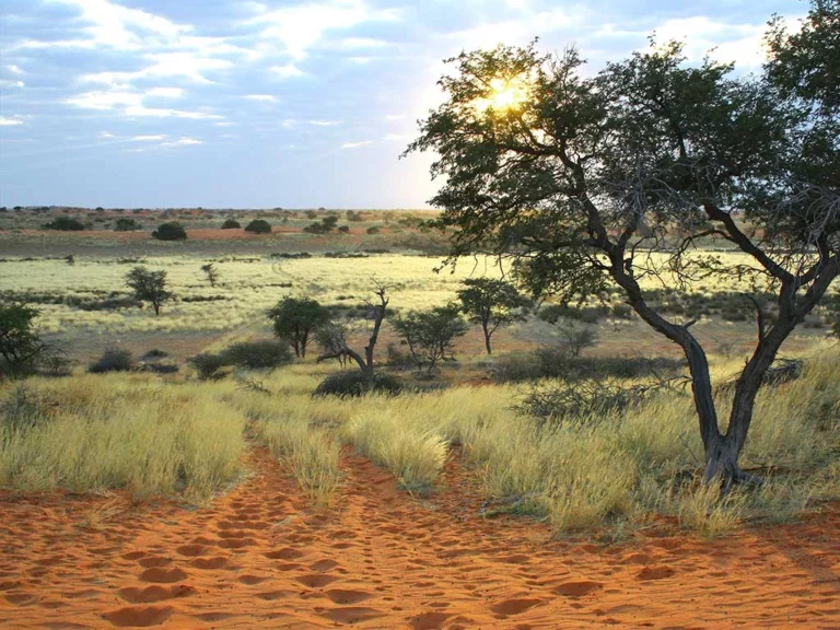 Kalahari Red Dunes Lodge accommodation gallery image 8