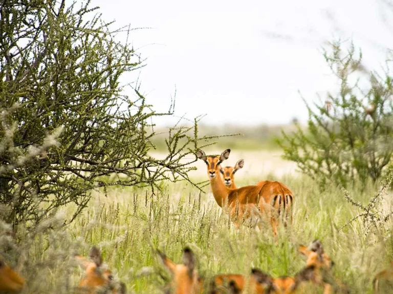 Kalahari Red Dunes Lodge accommodation gallery image 9