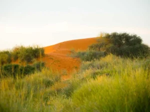 Kalahari Red Dunes Lodge accommodation gallery image 10