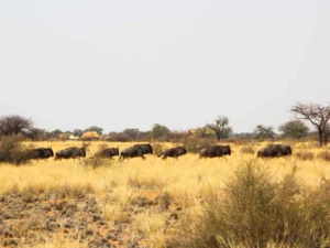 Kalahari Red Dunes Lodge accommodation gallery image 11