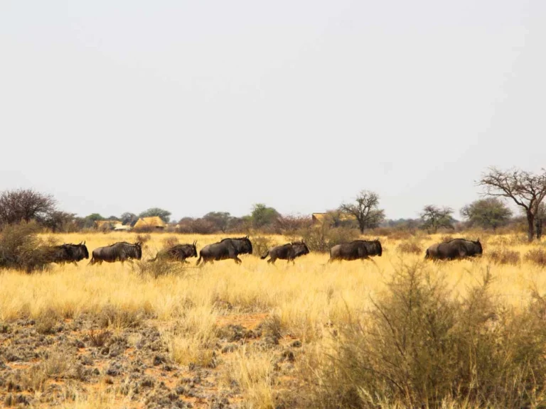 Kalahari Red Dunes Lodge accommodation gallery image 11