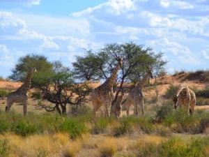 Kalahari Red Dunes Lodge accommodation gallery image 12