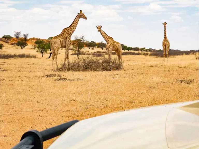 Kalahari Red Dunes Lodge accommodation gallery image 13