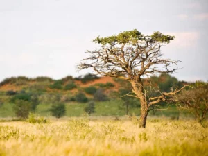 Kalahari Red Dunes Lodge accommodation gallery image 14