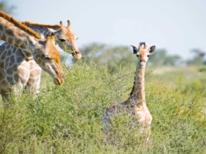 Kalahari Red Dunes Lodge accommodation gallery image 15