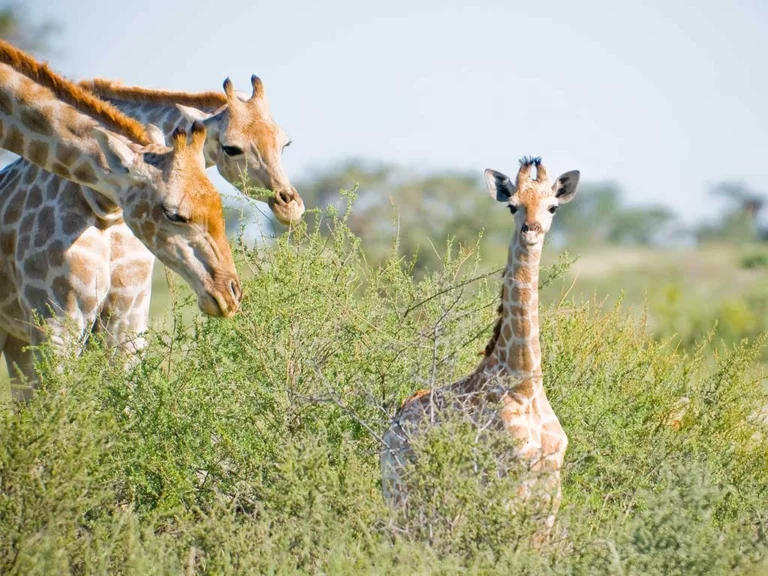 Kalahari Red Dunes Lodge accommodation gallery image 15