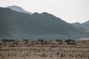 Desert Homestead Lodge – oryx on the plain