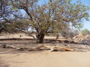 Madisa Camp – mopane-shaded campsite